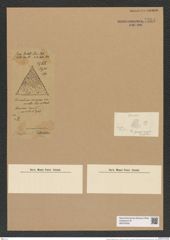 Triceratium fallaciosum Grun. (de-Toni-Nr.: Genus 140, Species 3738) Zeichnungen Sammlung Grunow Nr. 7254 (NHMW-BOT-W0376256)